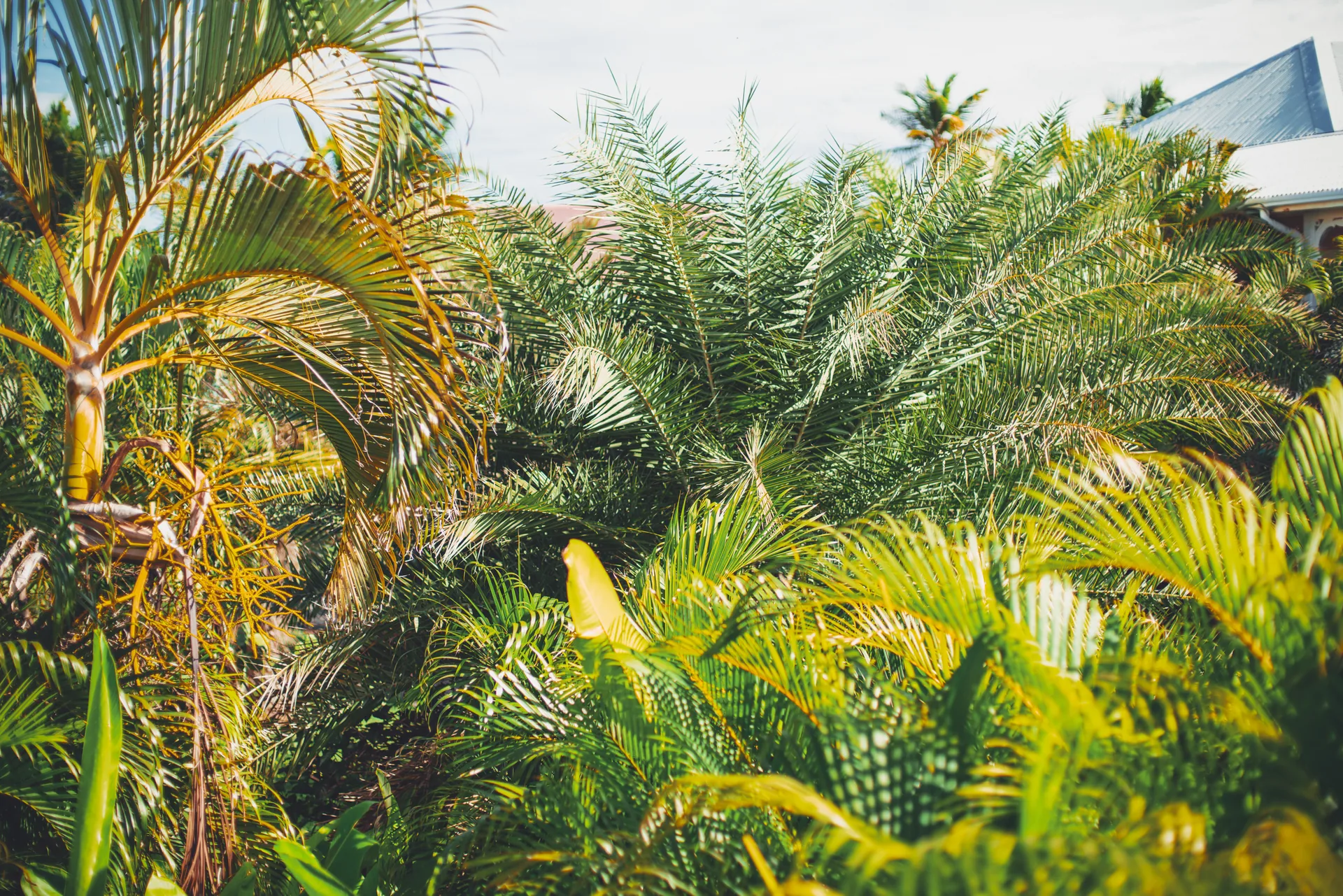 Massif de palmiers dans le jardin