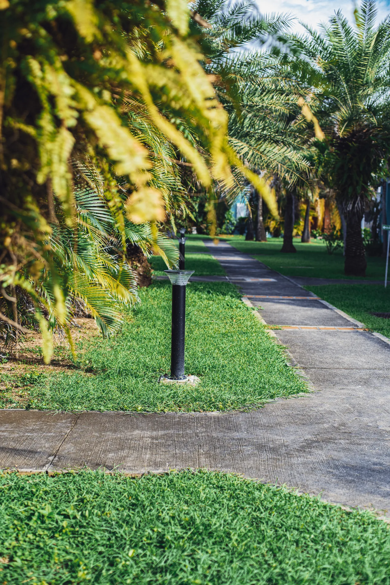 Allée bordée de palmiers