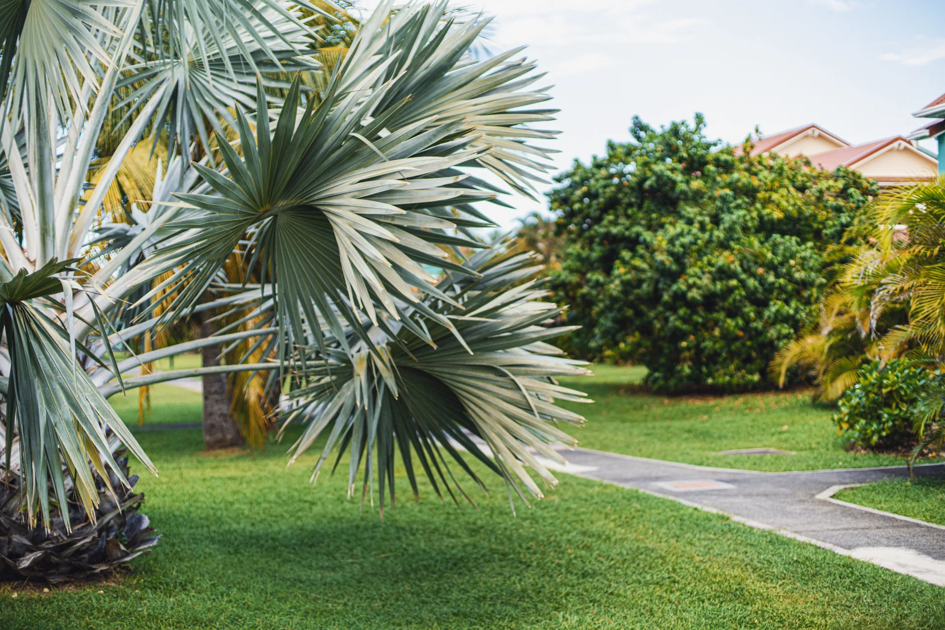 Jardin tropical de Crystal Beach
