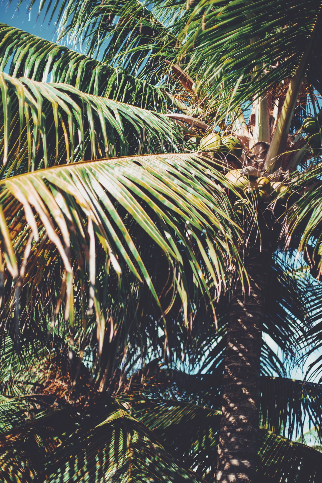 Palmes dans la lumière tropicale