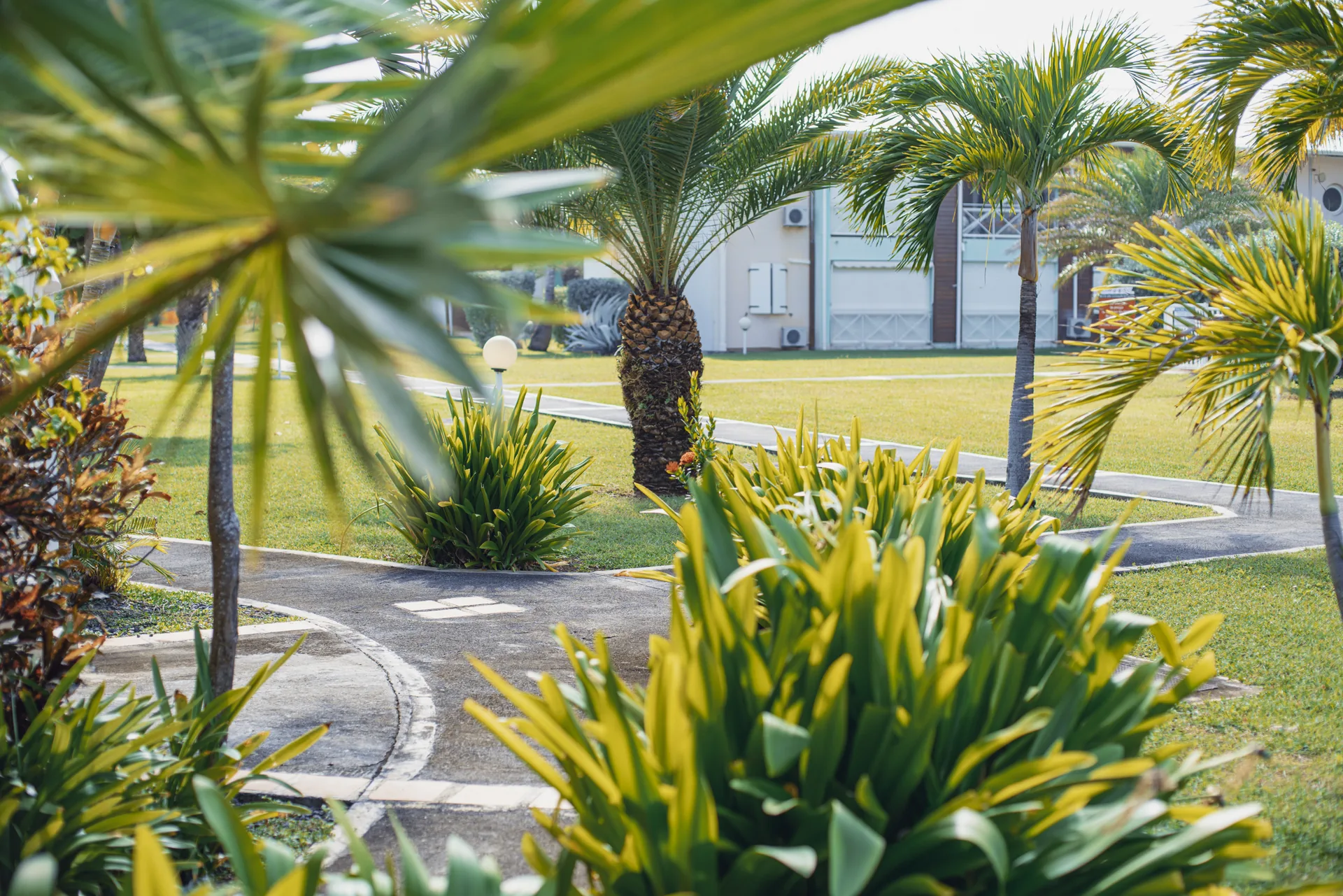 Jardin et palmiers près de la piscine