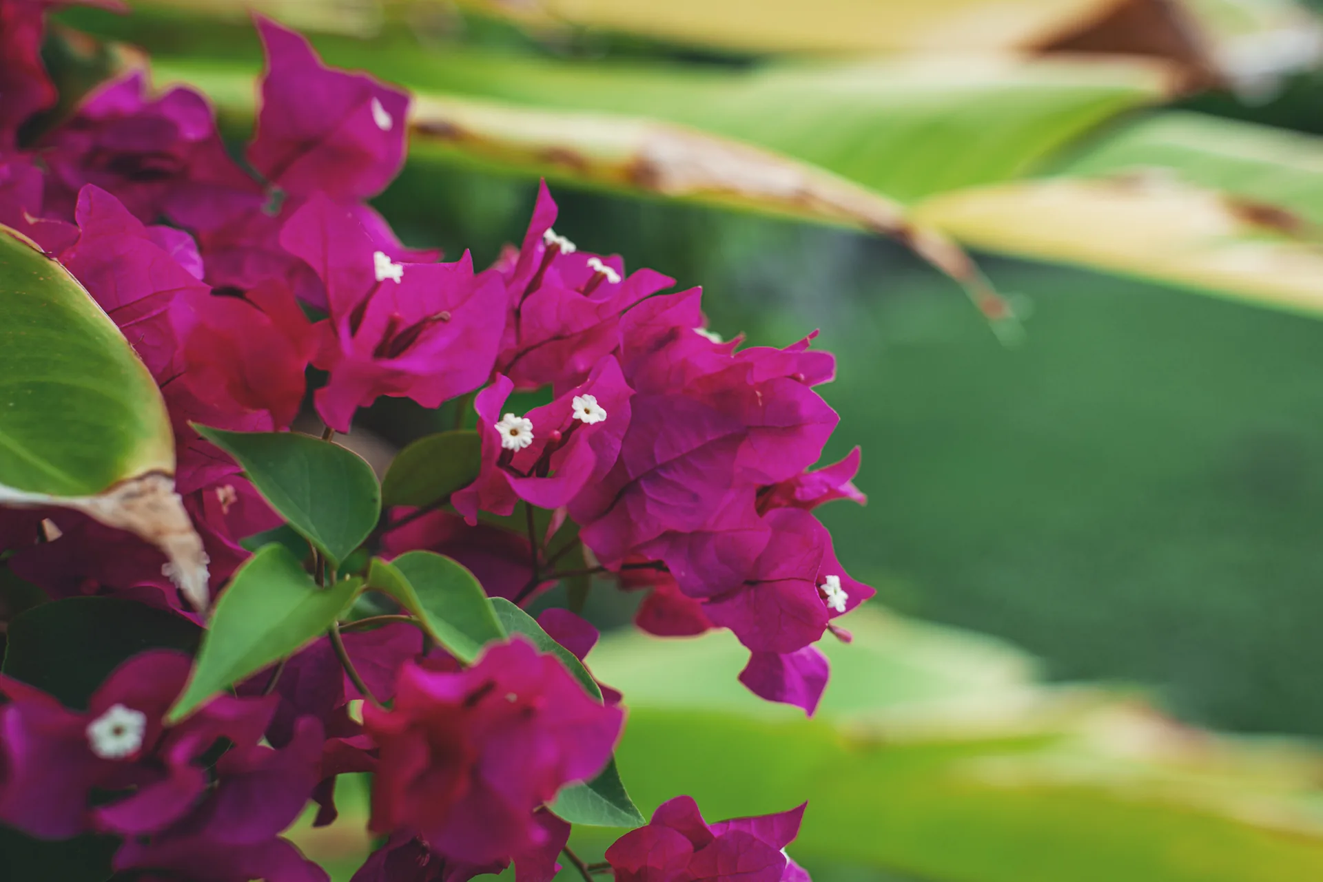 Bougainvillier rose dans le jardin
