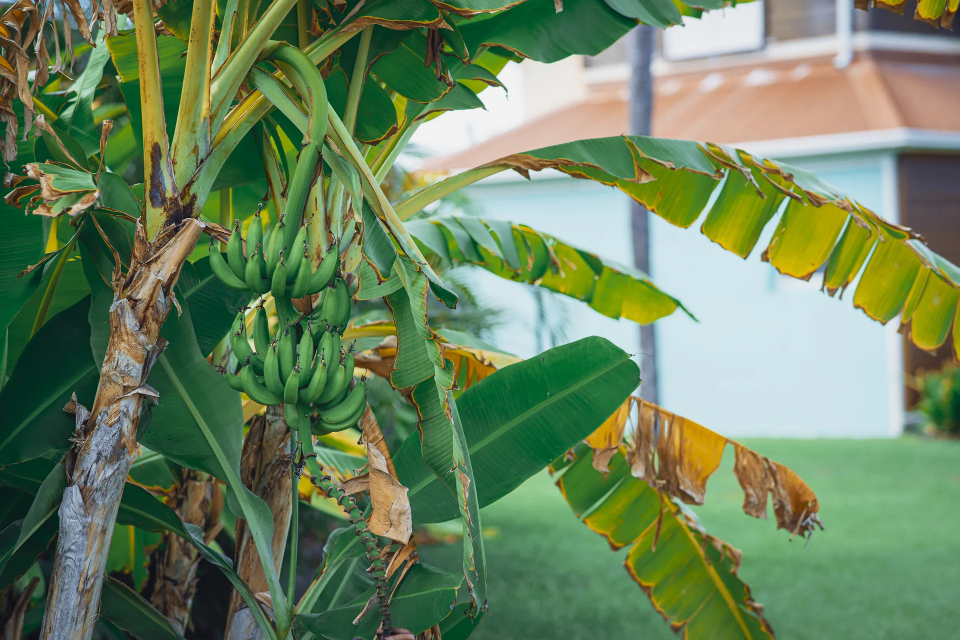 Feuillage tropical dans le jardin
