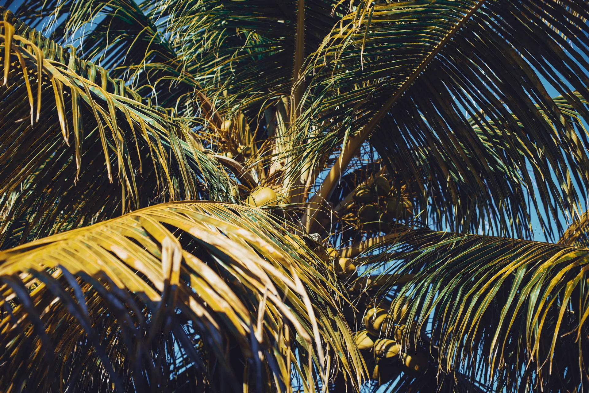 Cocotiers dans la lumière du soir