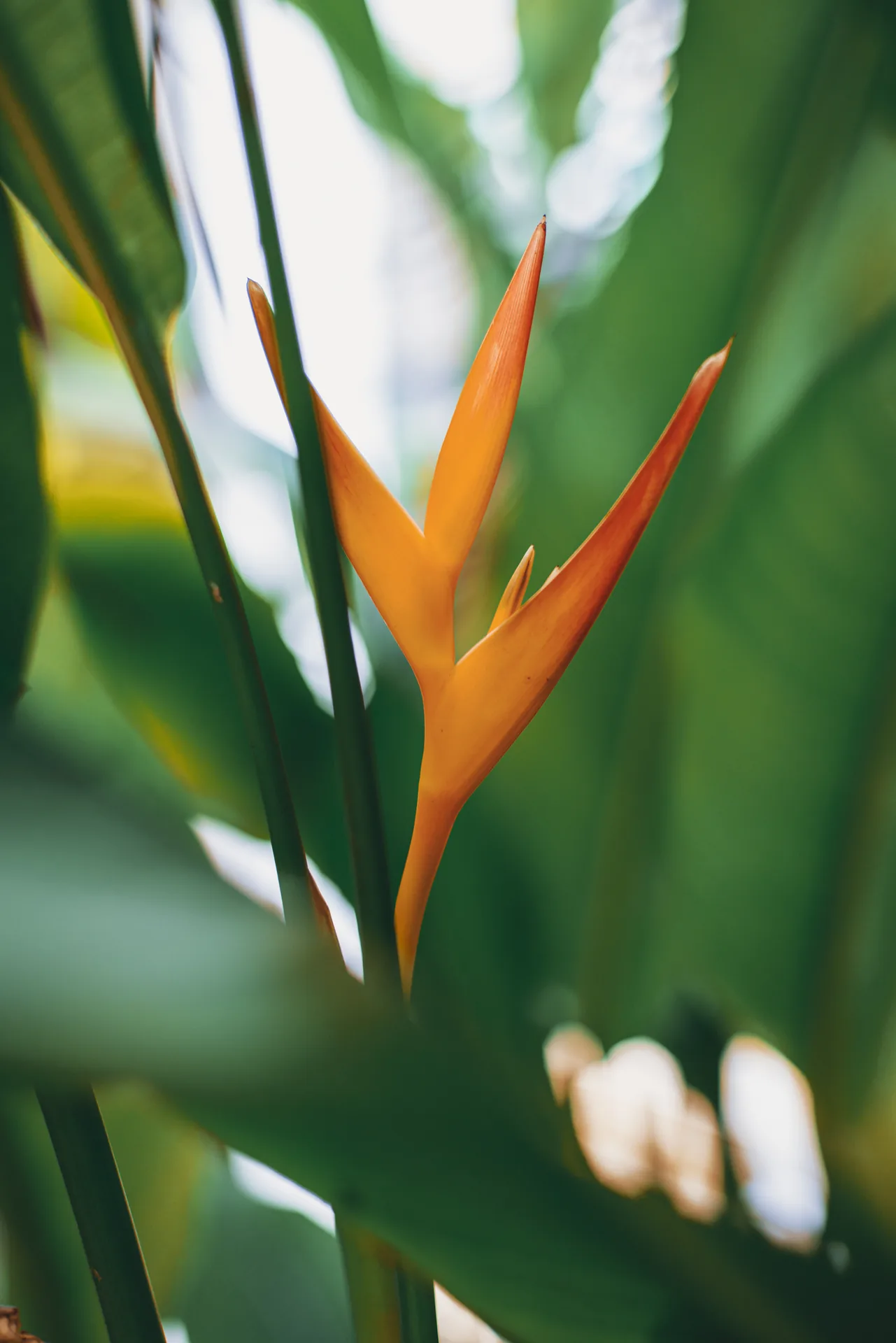 Fleur tropicale du jardin