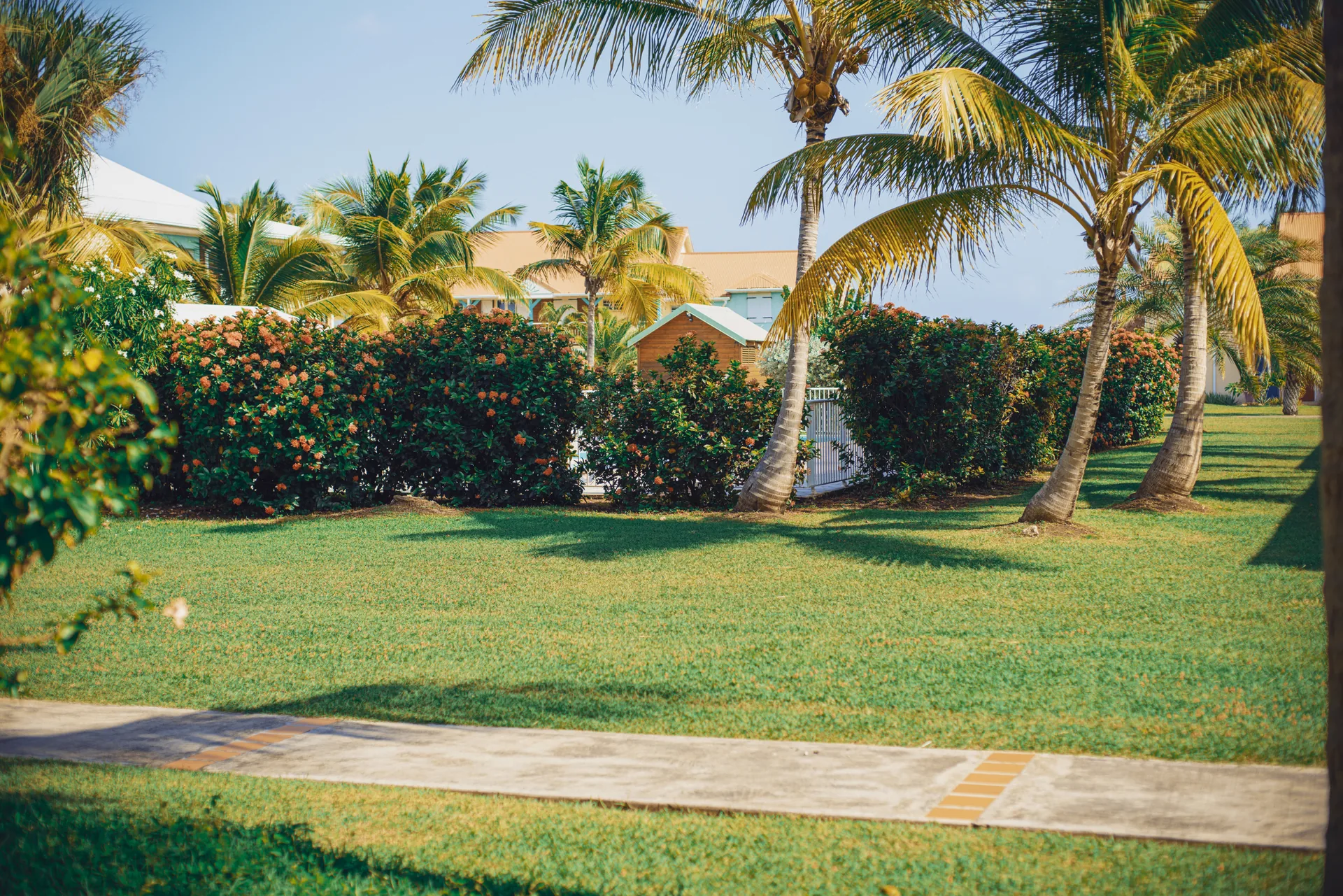 Jardin fleuri sous les palmiers
