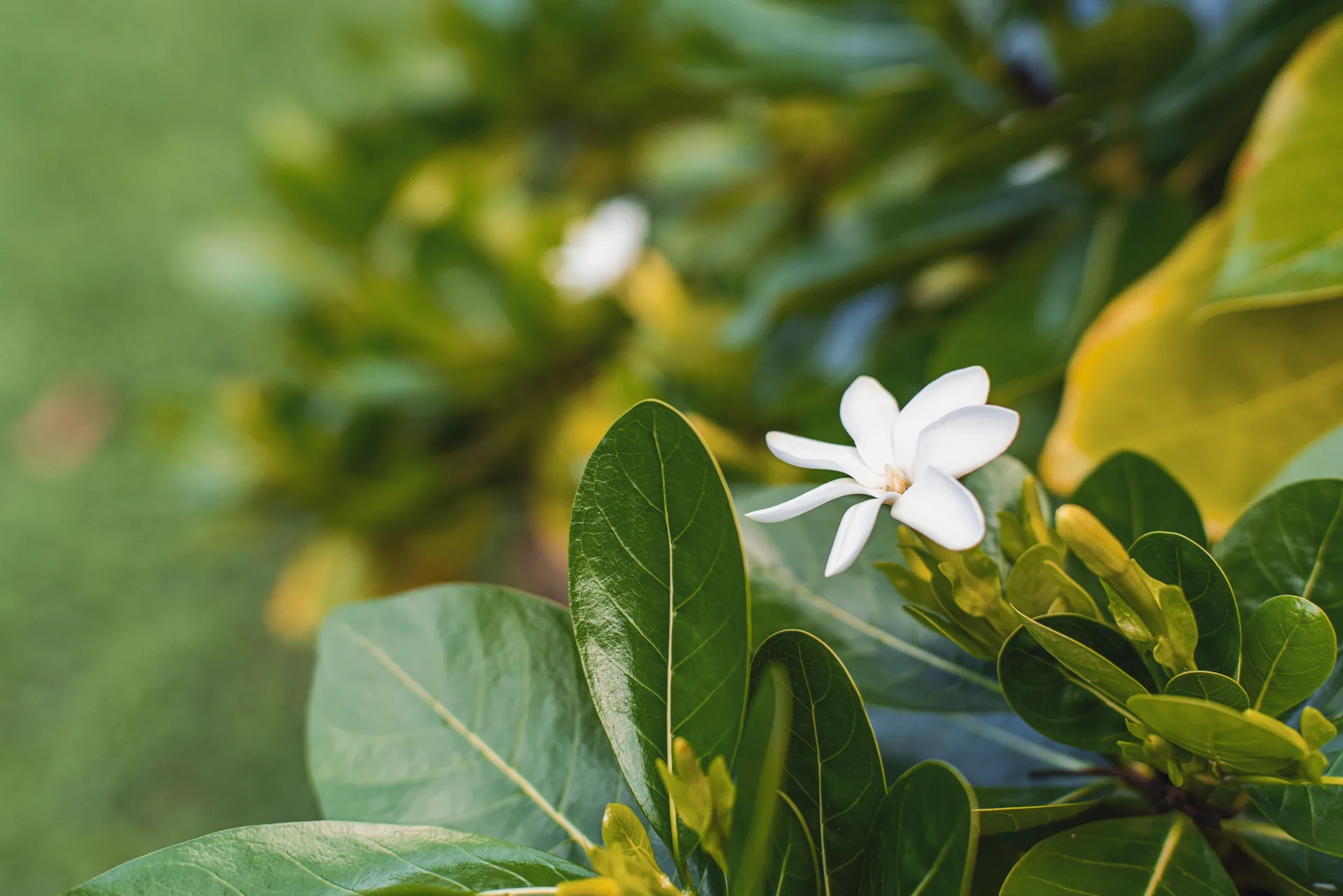 Fleur blanche du jardin